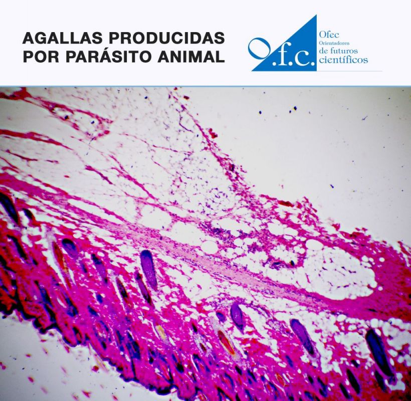 Agallas producidas por parásito animal