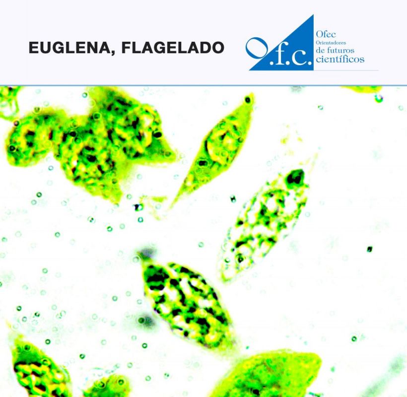Euglena, flagelado
