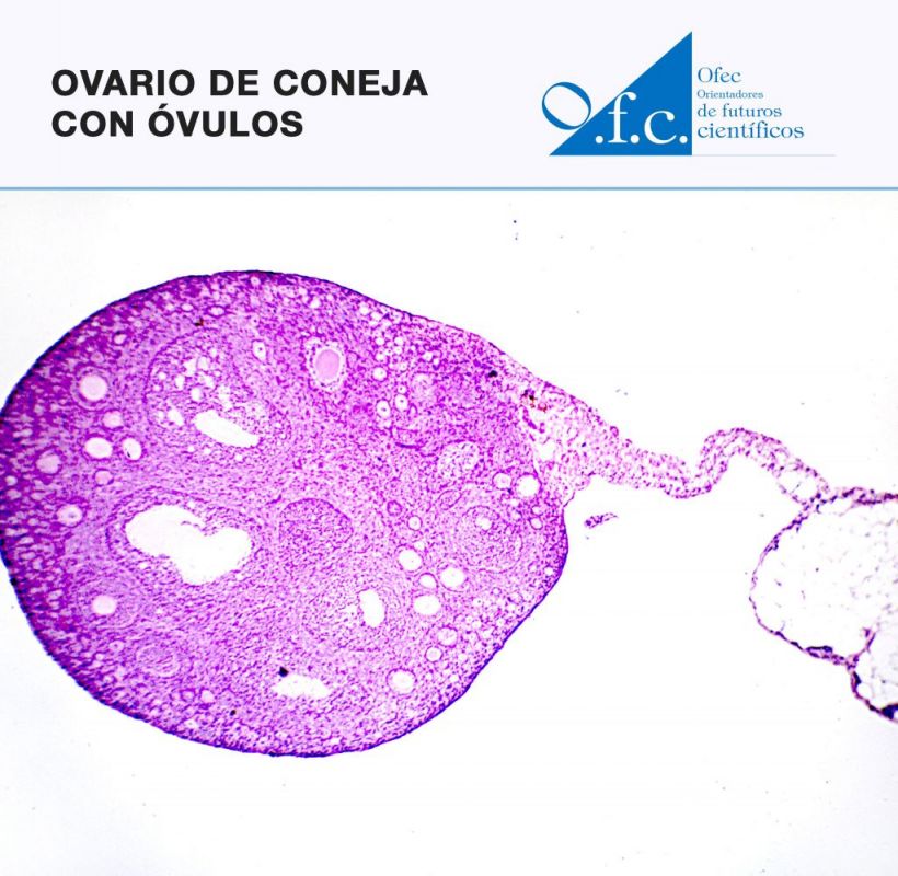 Ovario de coneja con óvulos