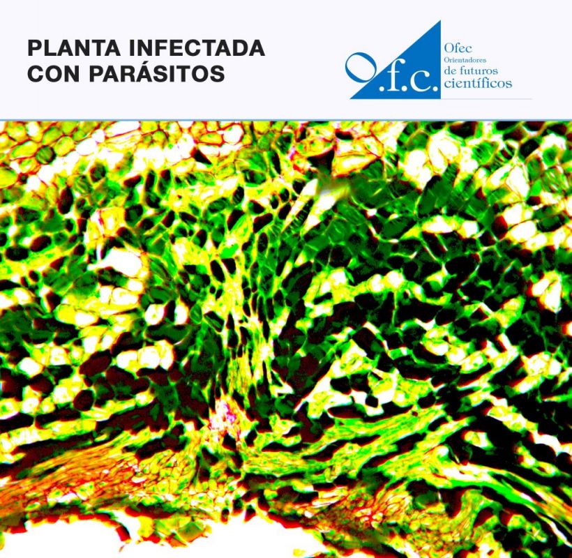 Planta infectada con parásitos
